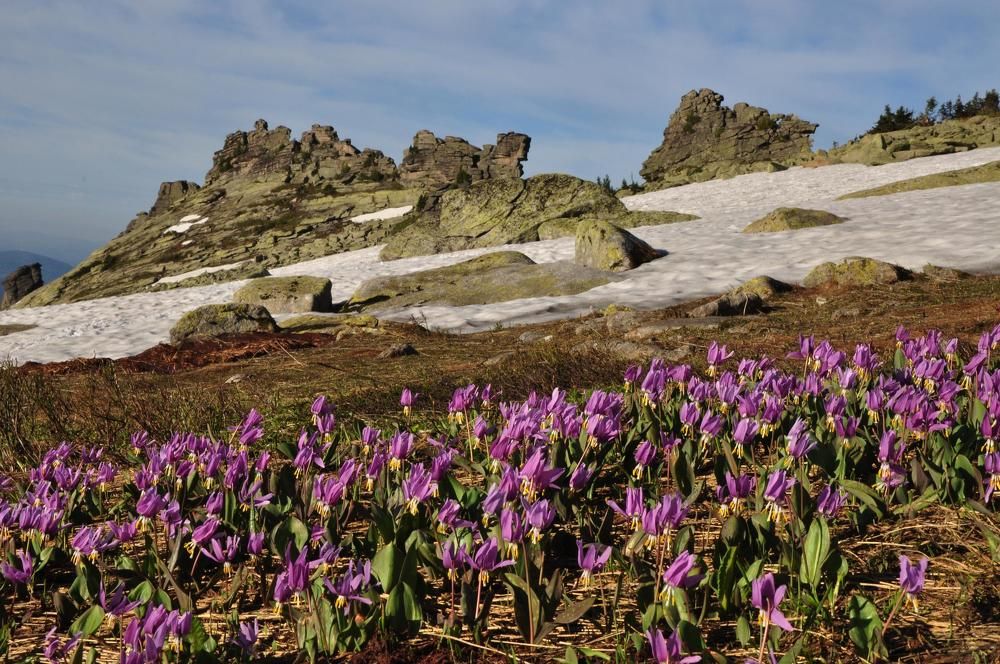Цветы и снег в июне на горе Мустаг