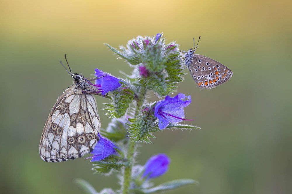 Утренние посиделки