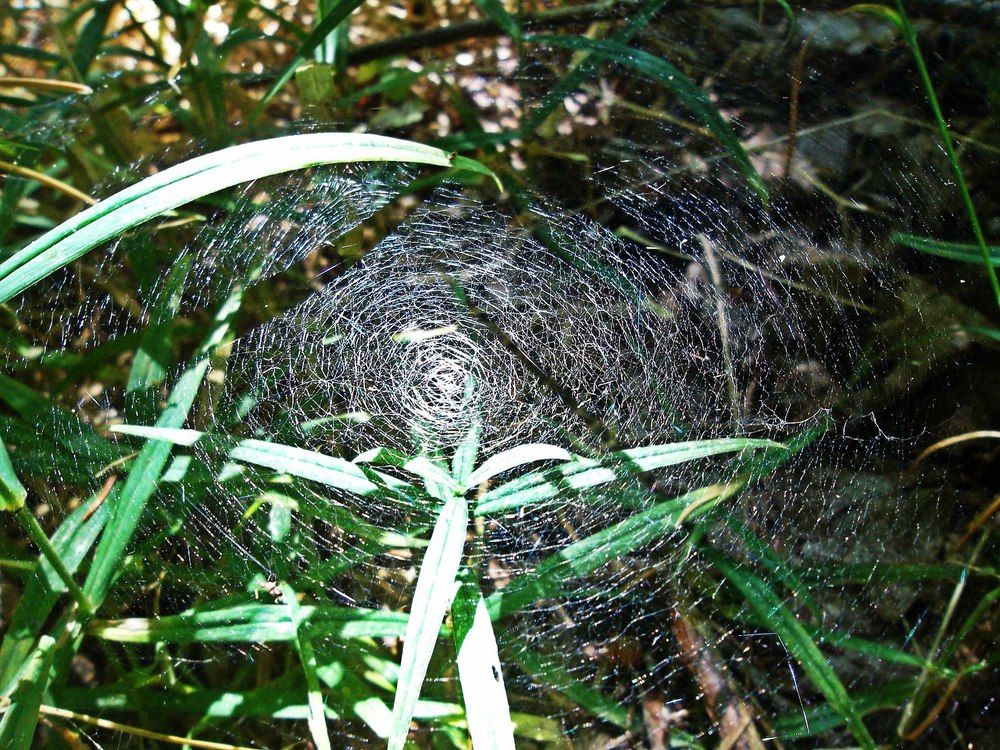 Когда паук психанул