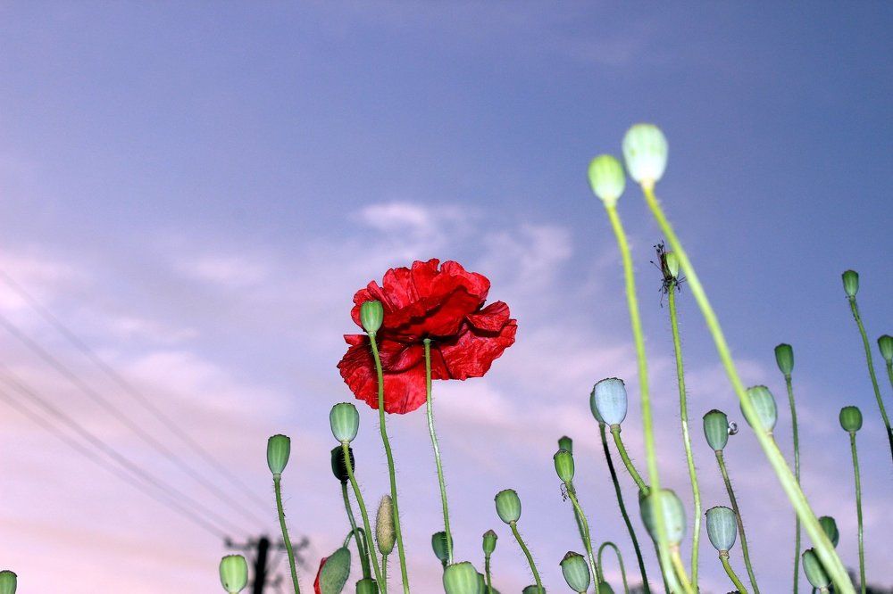 На вечерней зорьке