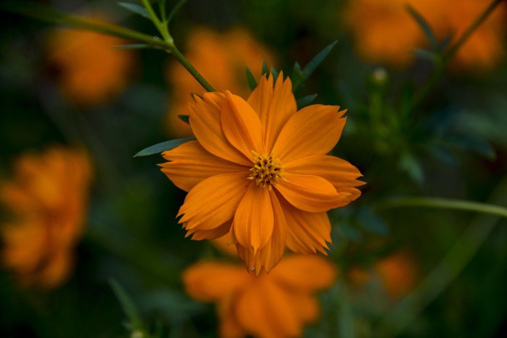 Yellow Cosmos