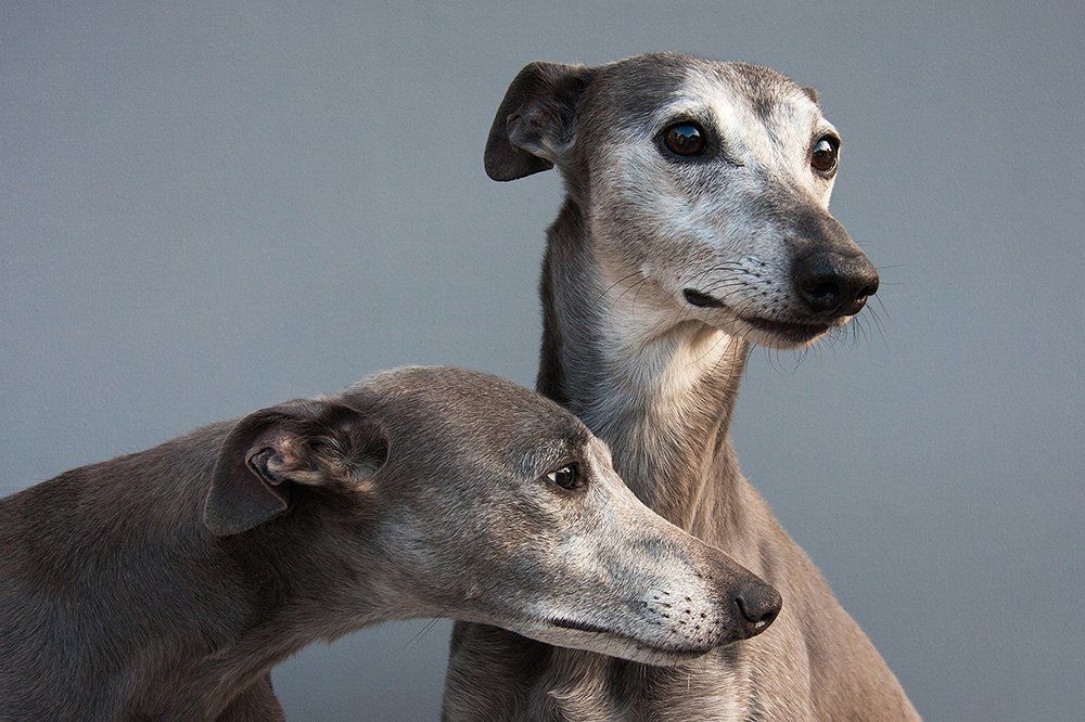 Whippetduo