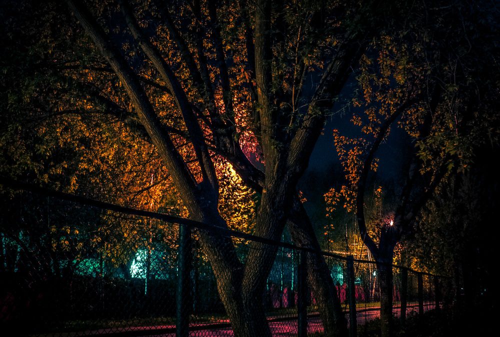 Деревья не спят