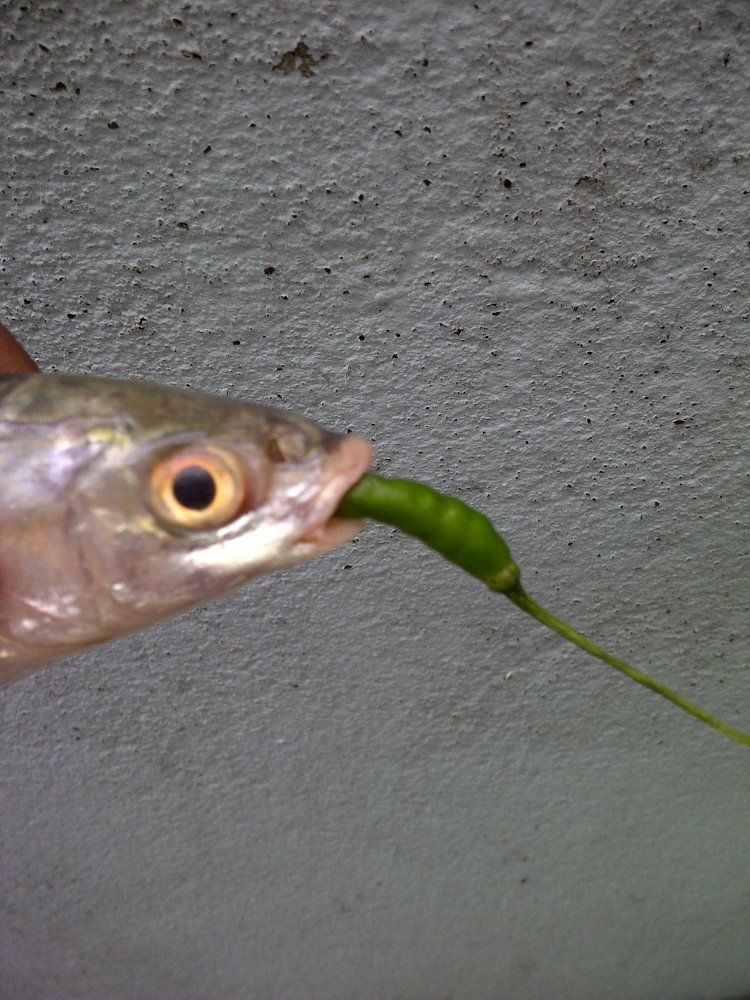 Vegetarian Fish