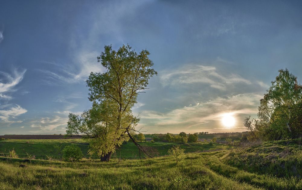 Старый, одинокий дуб