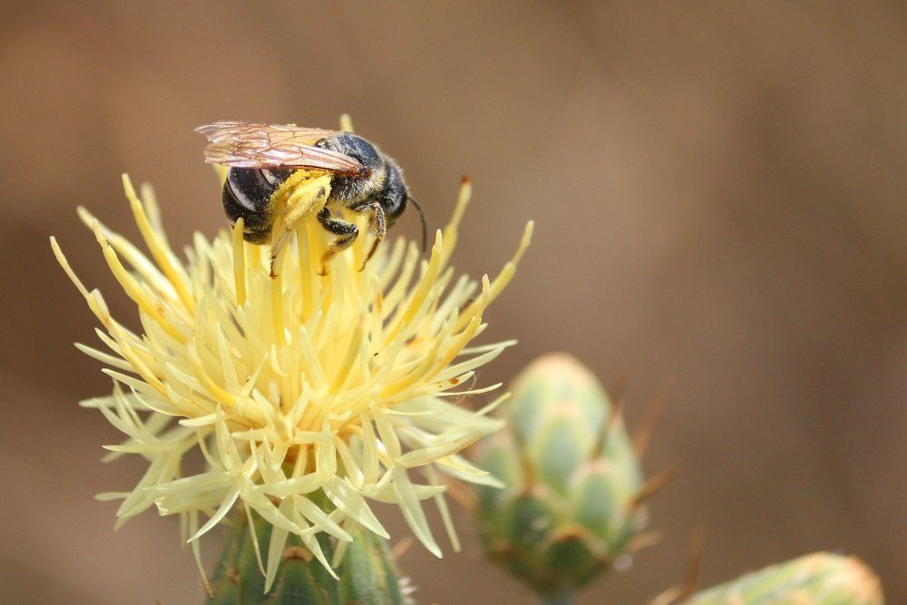 ПОЛОСАТЫЙ ШМЕЛЬ- НА ДУШИСТЫЙ ХМЕЛЬ......
