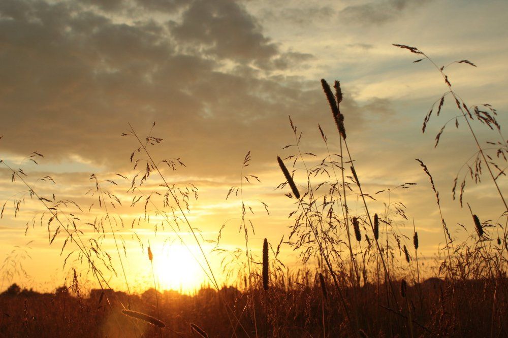 Sunset in the field