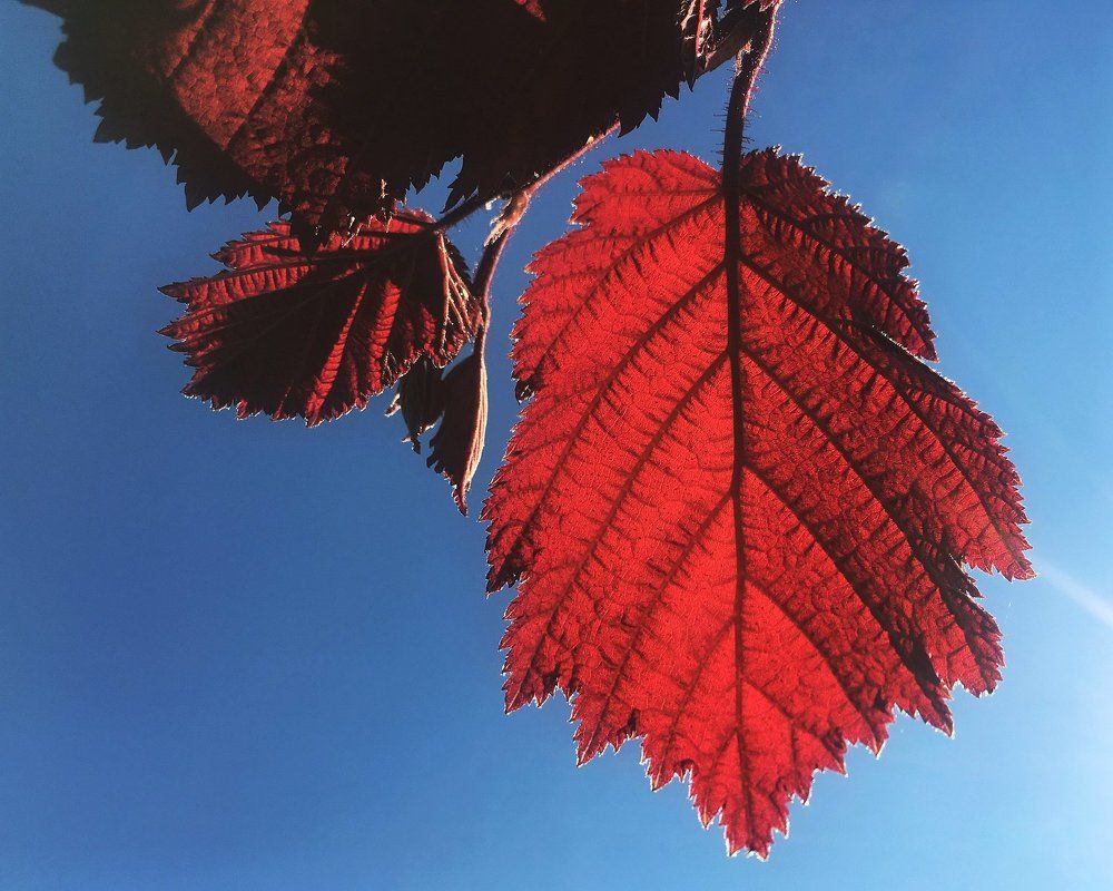 Photograph by Екатерина Моисеенко