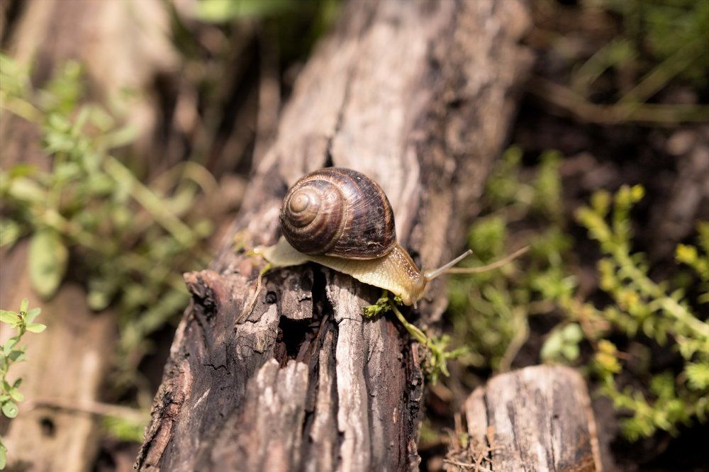 Улитка на ветке