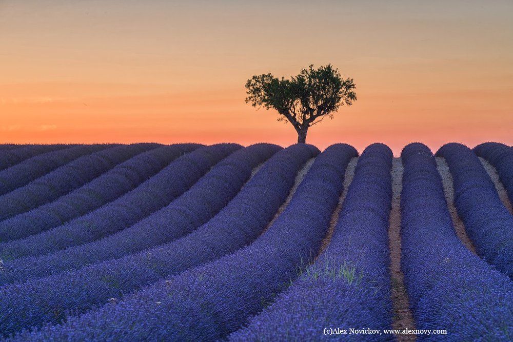 Лавандовый закат