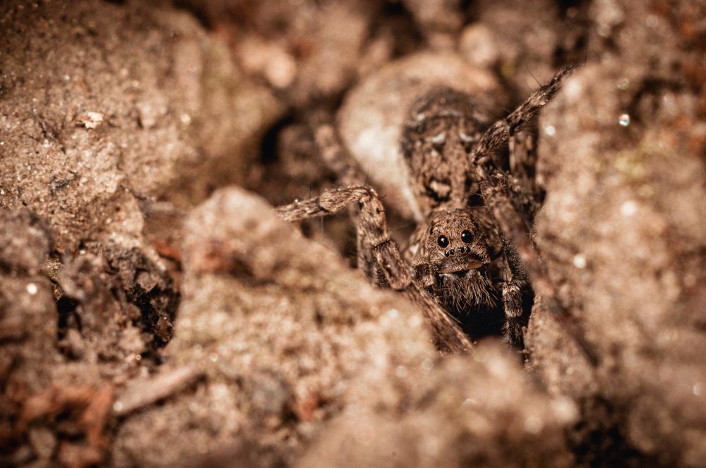 Паук домашний