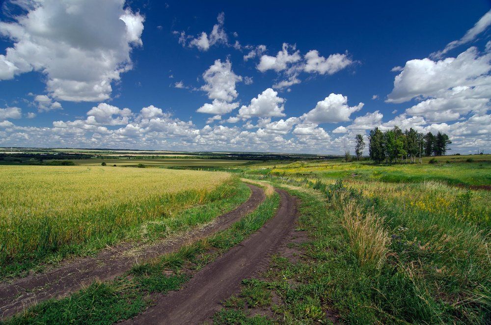 Дорога в поле