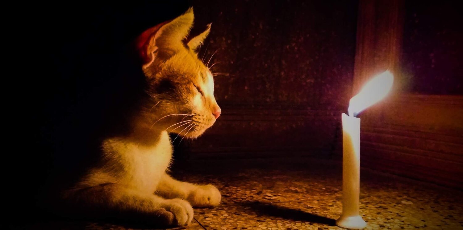 Cats and lights