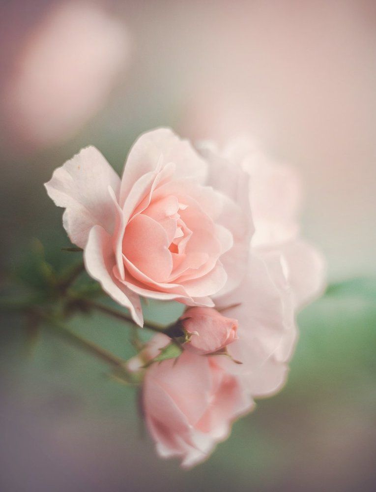 Photograph by Чернякова Анна