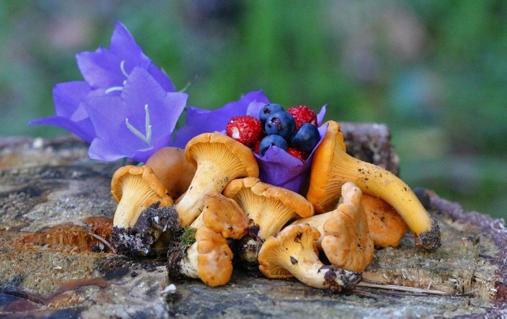 Походный натюрморт