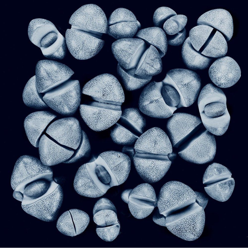 Mezembriantheum boluza