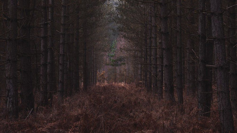 Свой среди чужих