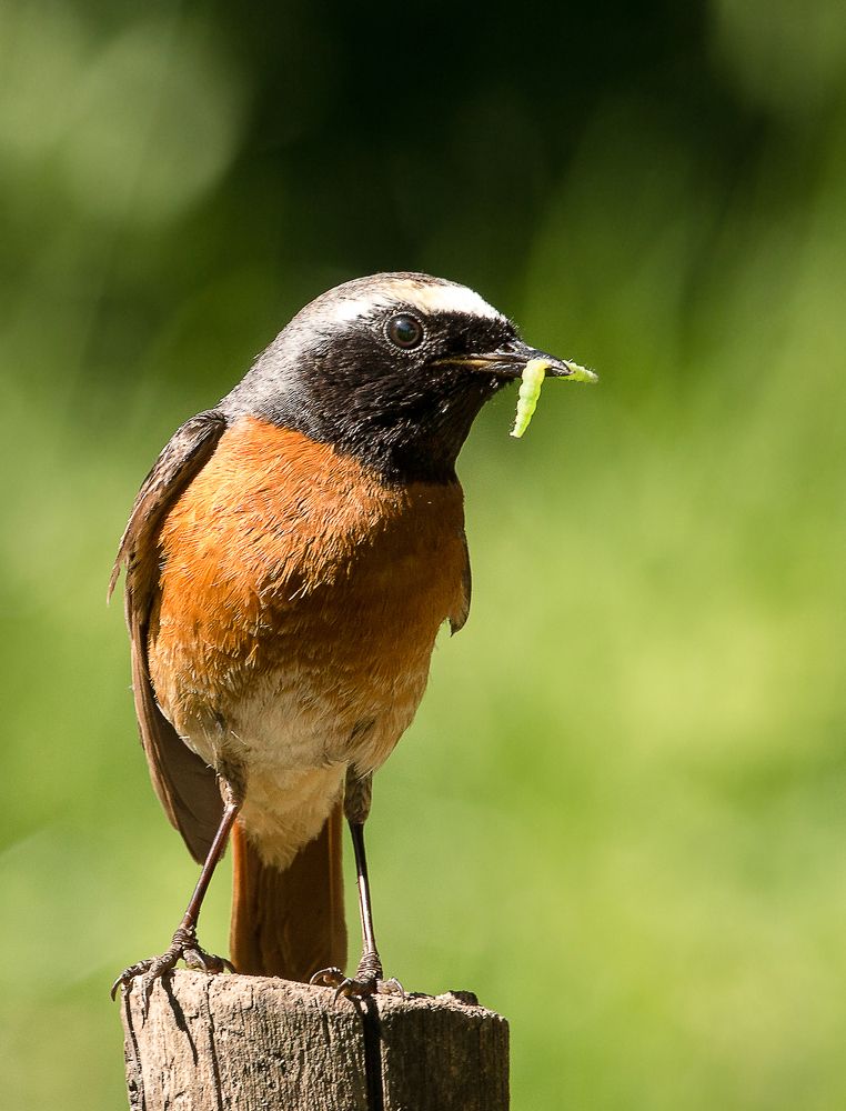 горихвостка