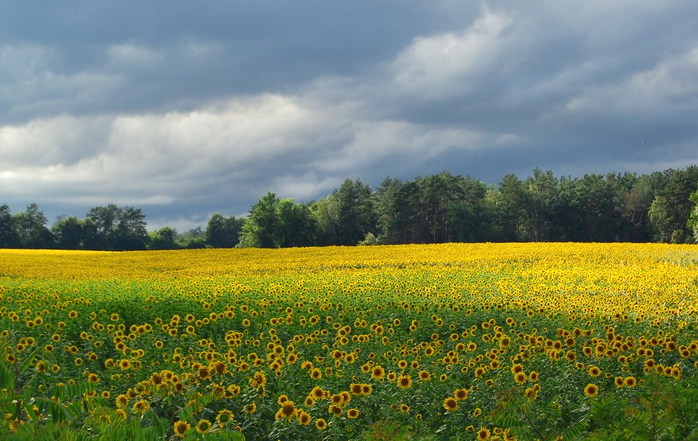 Поле подсолнуховое