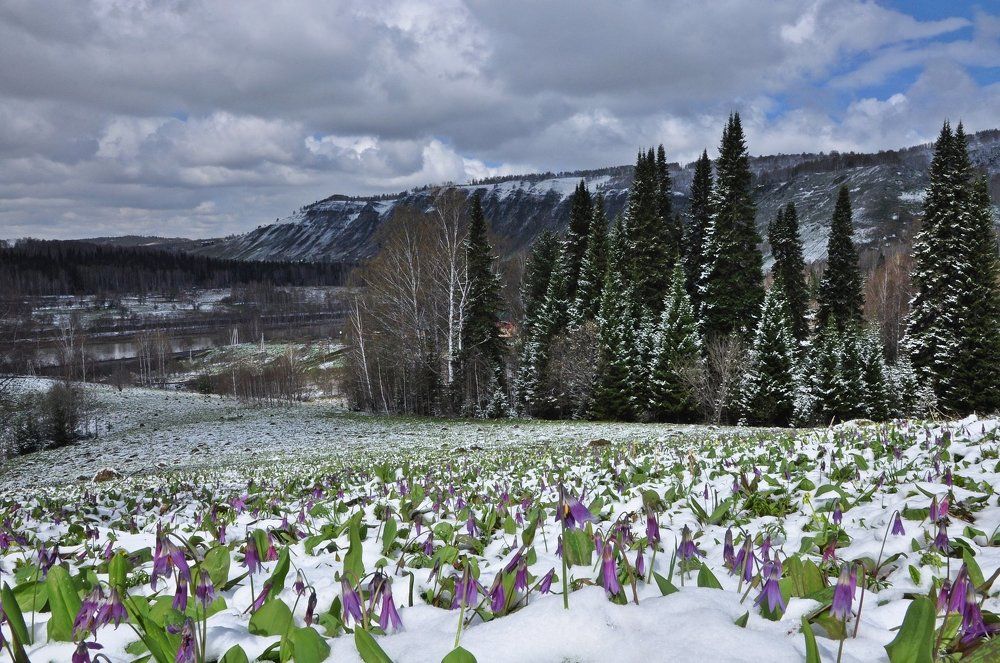 Прощальный снег мая