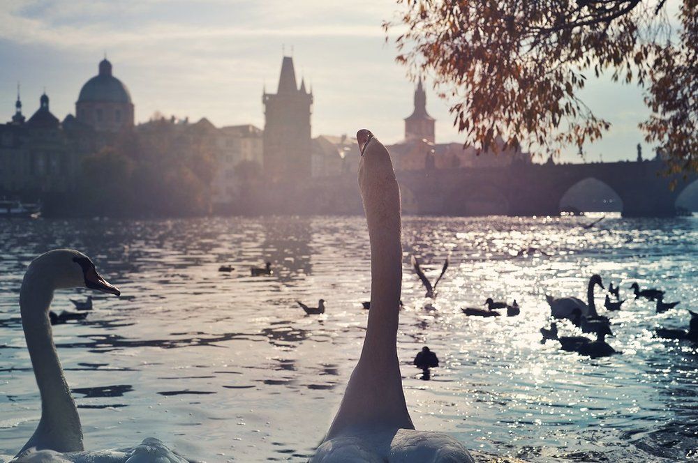 Сказки матушки Гусыни