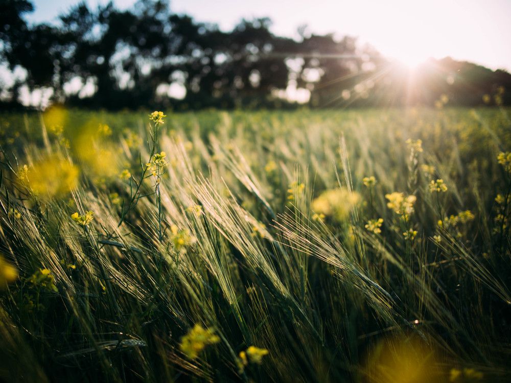 летние луга Кыргызстана. Бишкек