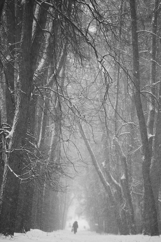 В зимнем парке