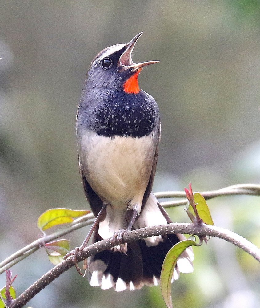 White-tailed Rubythroat