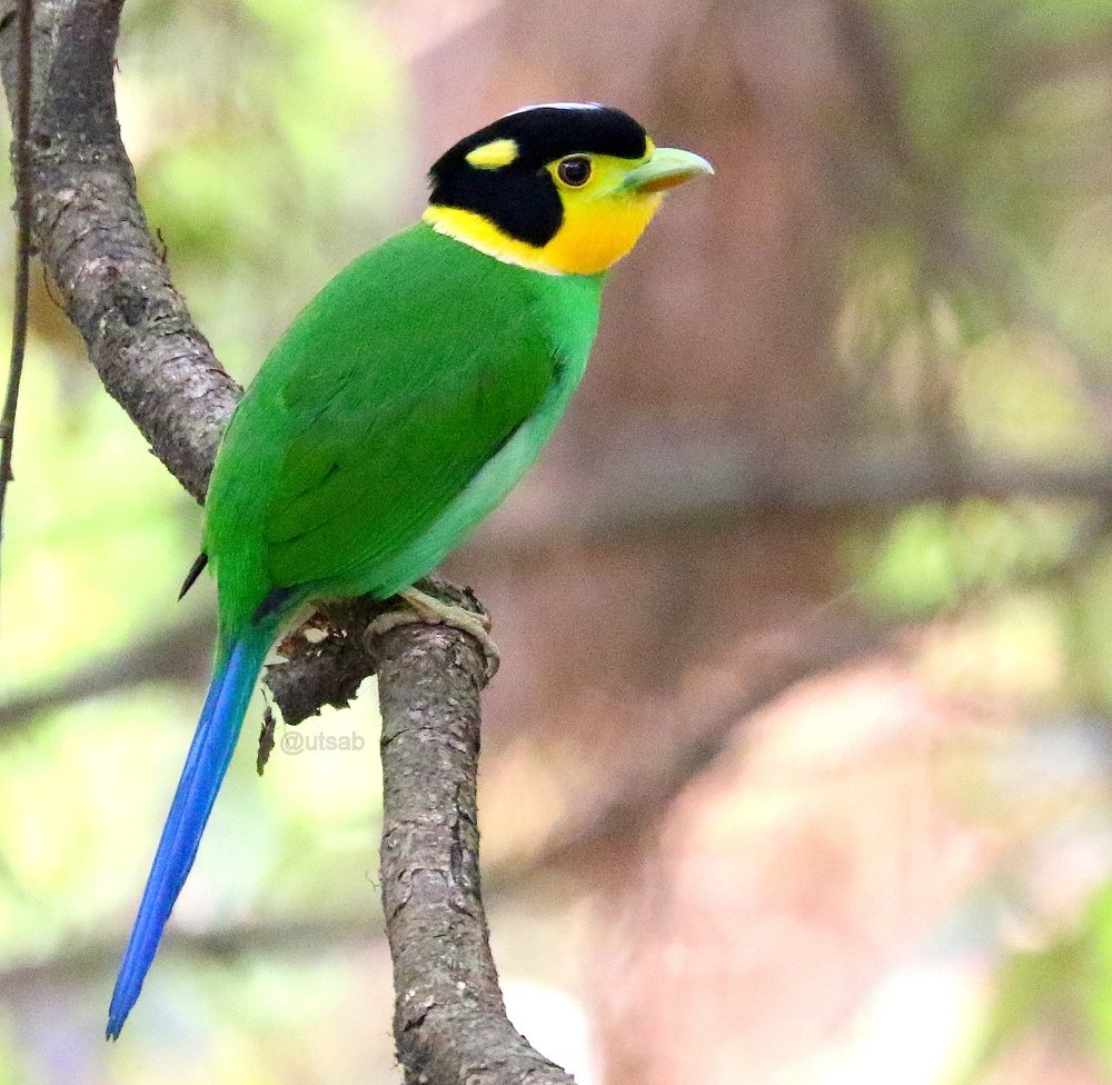 Long-tailed Broadbill