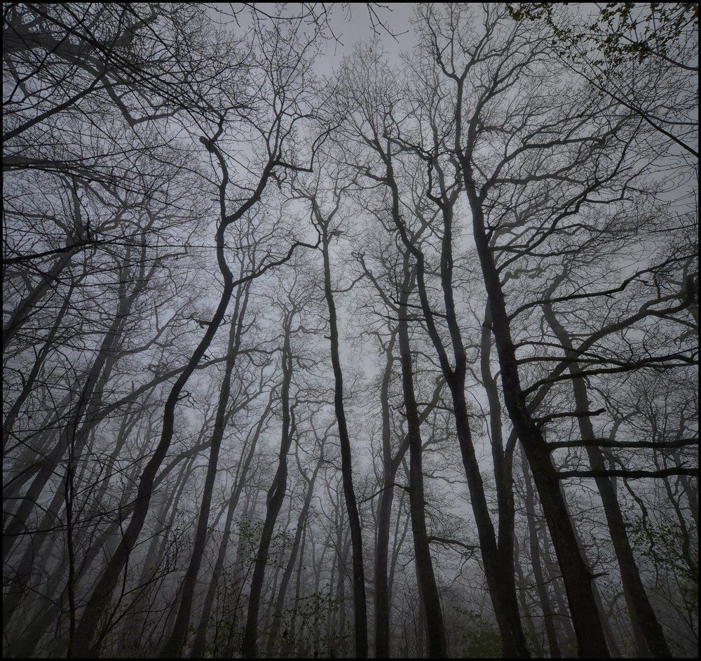 В плену деревьев