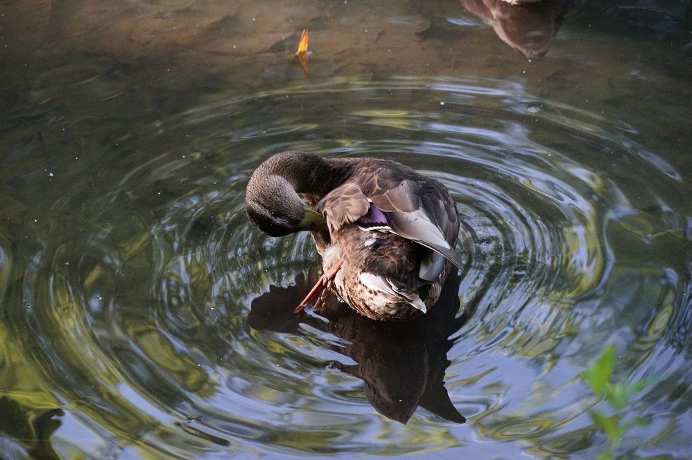 Чистка перьев