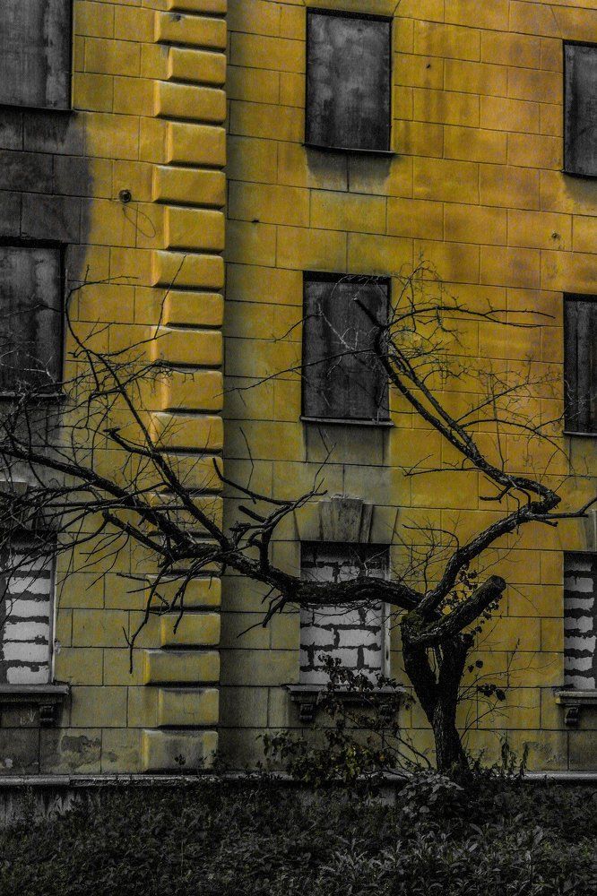 Проклятое дерево