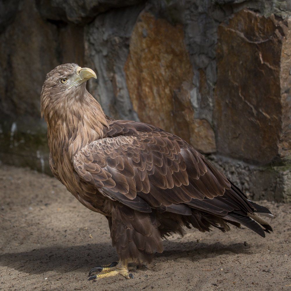 Гордая птица.