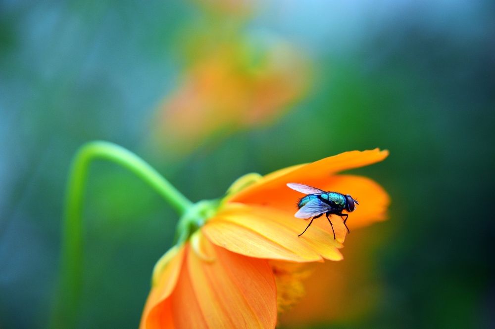 А может быть все-таки я пчела?