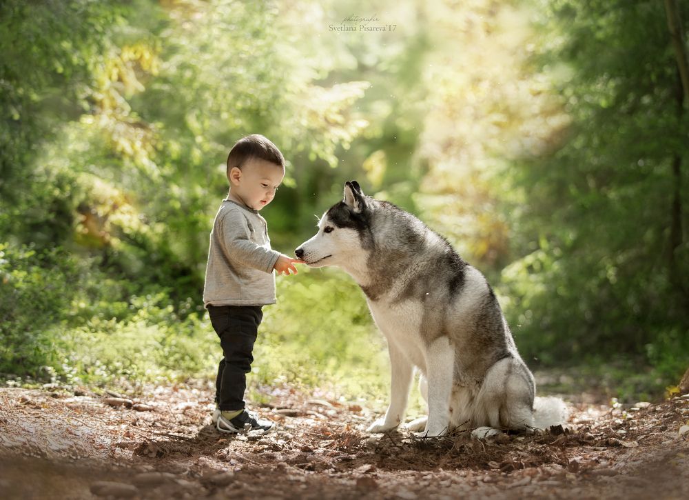когда твой друг волк