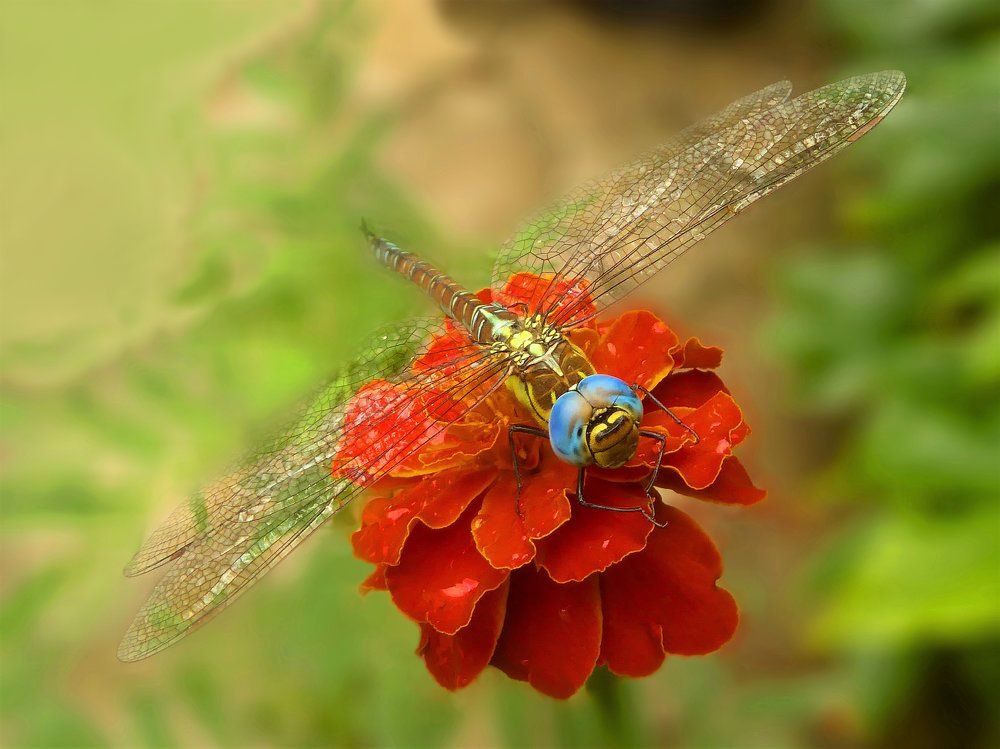 Лето красное пропела .