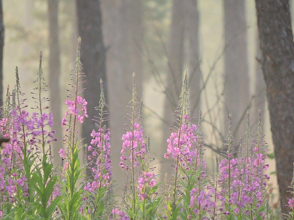 Кипрейный рассвет