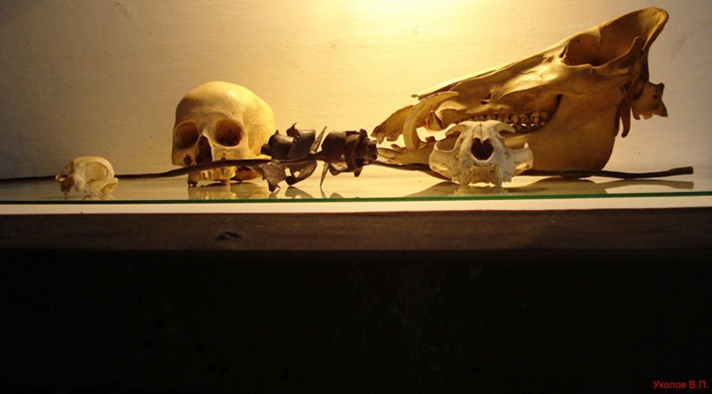 Жизнь и смерть.