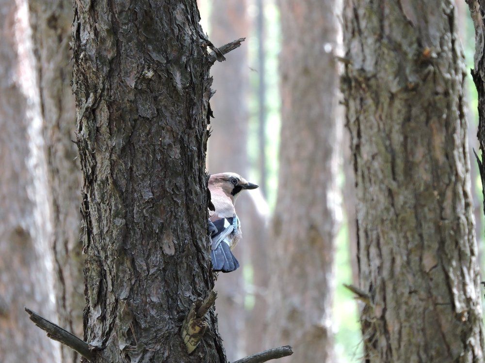 наблюдатель