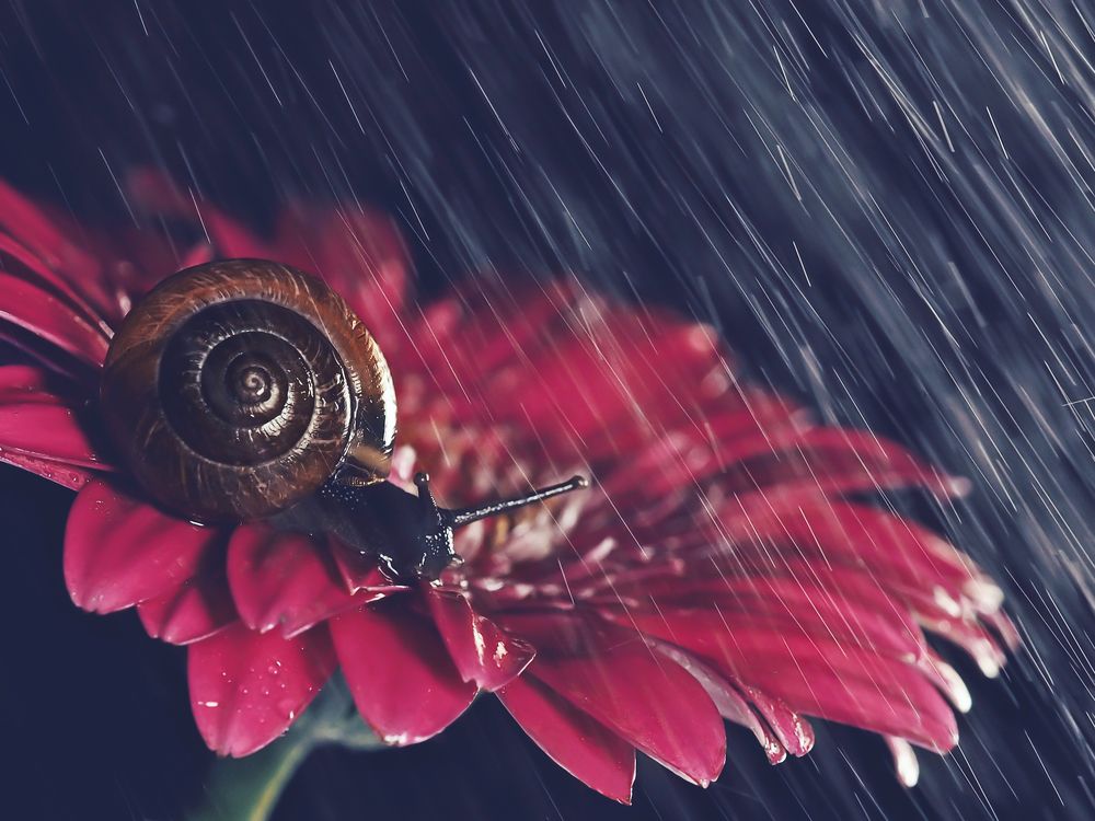 A snail in the rain