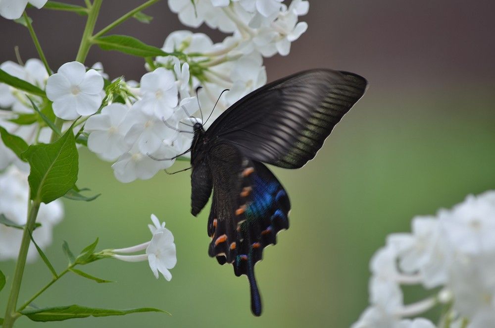 Фотография автора Константин Яковлев