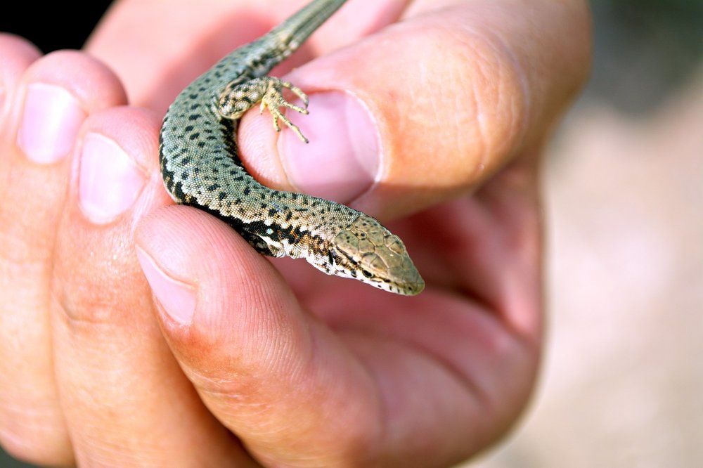 ужасная рептилия