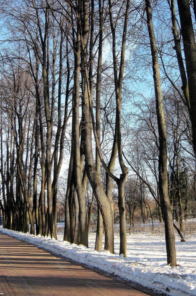 Аллея парка