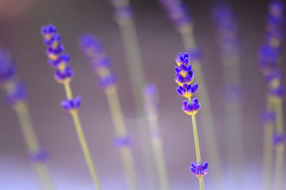 Lavender Blossom