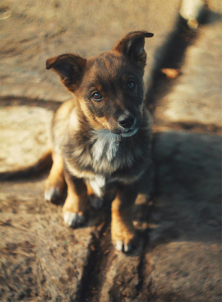 Фотография автора Волошин Артем