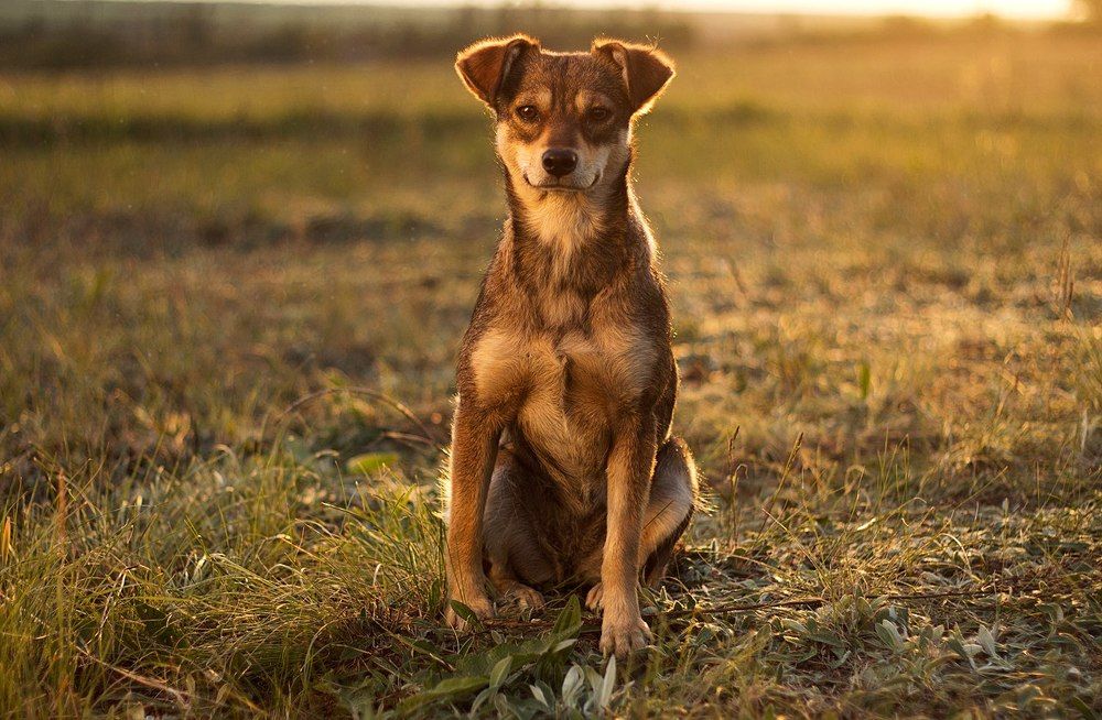 Фотография автора Волошин Артем
