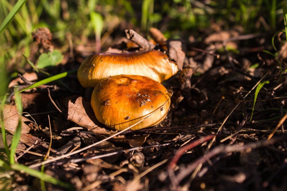 Грибы в траве
