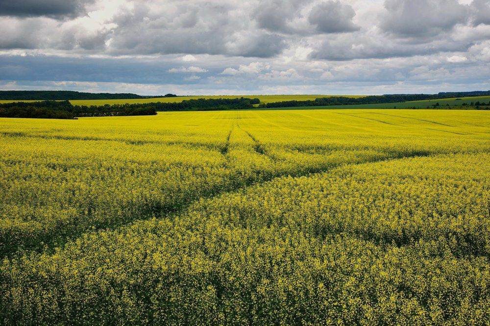 По бескрайнему полю