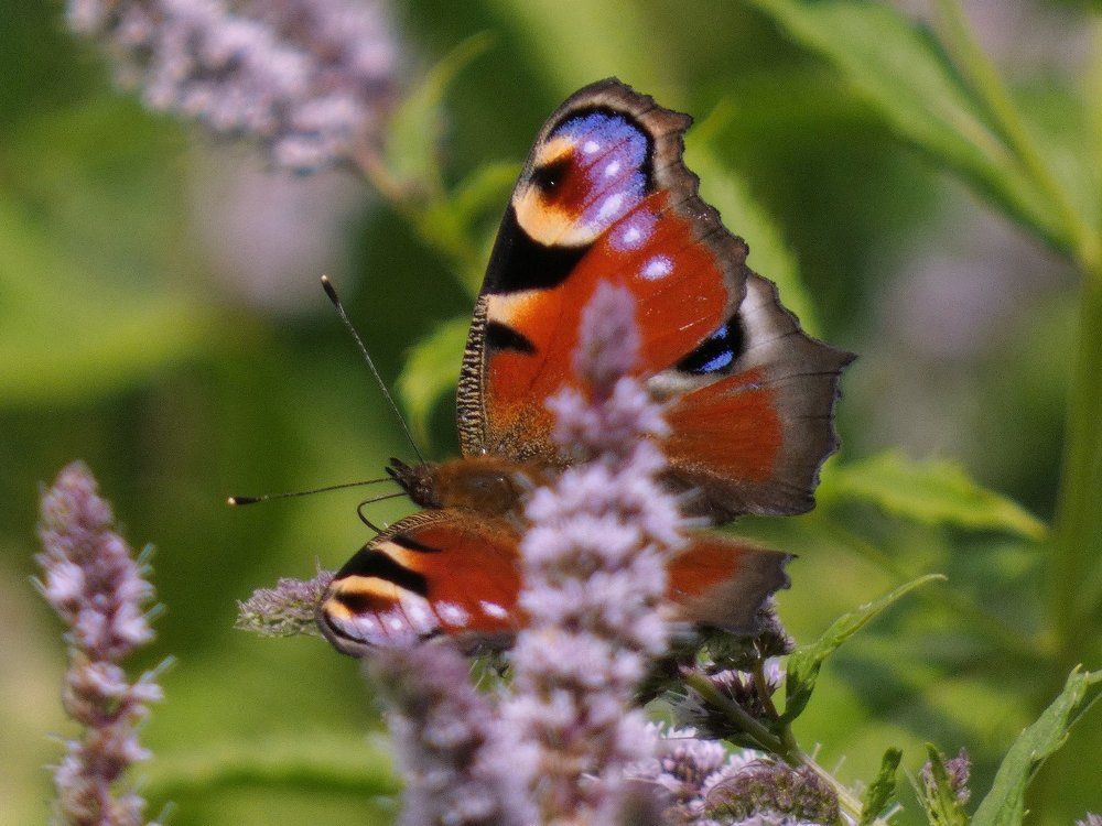 Августовские краски Средней полосы
