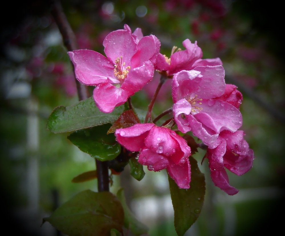 Цветы в капельках